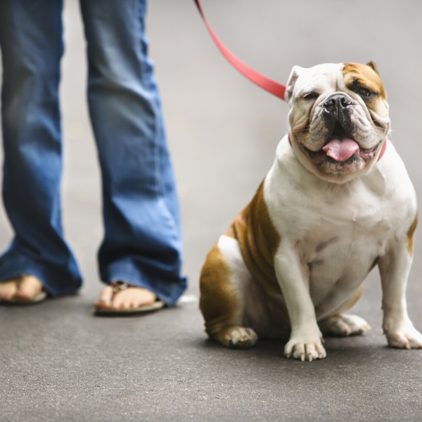 14 of the Most Lovable Dog Breeds